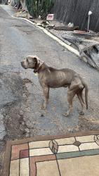 Reunited Male Dog last seen Wintergardens, Lakeside, CA 92040