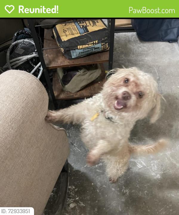 Reunited Female Dog last seen Pine Moss Dr @ Woodsman Trails , Houston, TX 77040