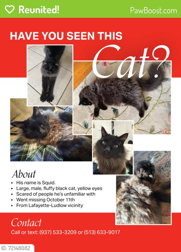 Reunited Male Cat last seen Cincinnati State, Cincinnati, OH 45220