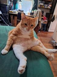 Lost Male Cat last seen Miller and Brook Cove, Walnut Cove, NC 27052