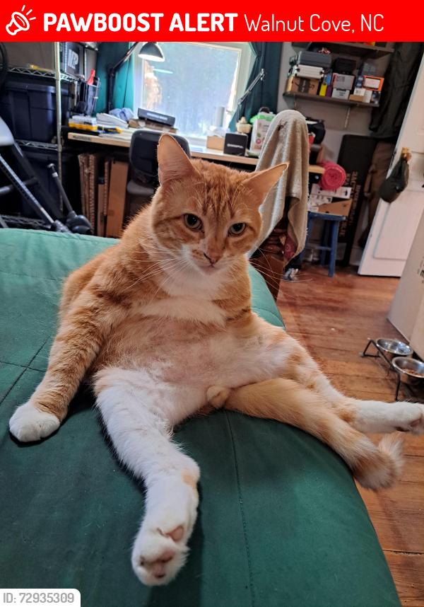 Lost Male Cat last seen Miller and Brook Cove, Walnut Cove, NC 27052