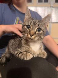 Found/Stray Male Cat last seen Right off exit five in Inman , Inman, SC 29349
