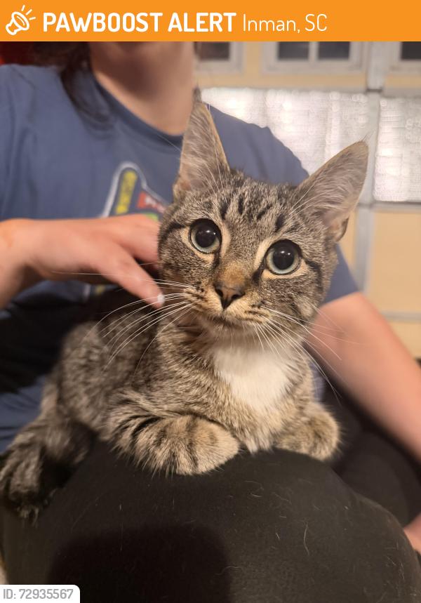 Found/Stray Male Cat last seen Right off exit five in Inman , Inman, SC 29349
