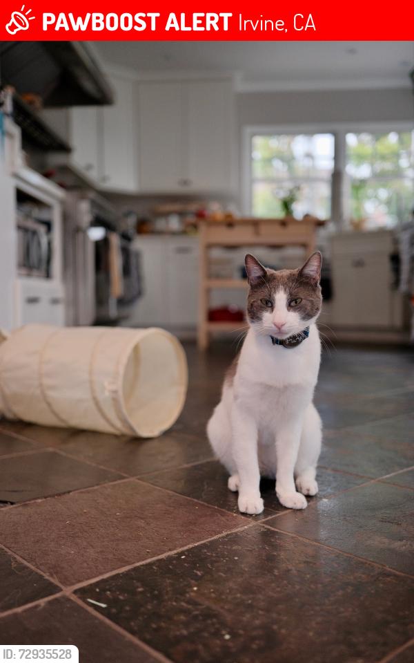 Lost Male Cat last seen Near fireside circle, irvine, Irvine, CA 92604