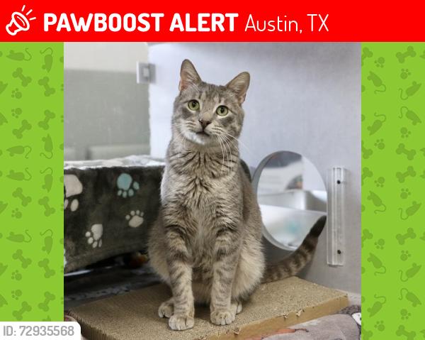 Lost Male Cat last seen Near , Austin, TX 78748