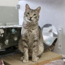 Lost Male Cat last seen Near , Austin, TX 78748
