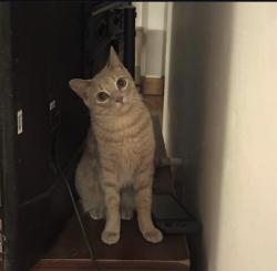 Reunited Male Cat last seen Near 118 Rocky Hill Road, Hadley, MA 01035