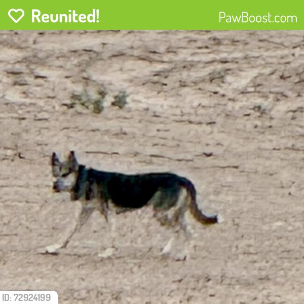 Reunited Unknown Dog last seen wellspring, Albuquerque, NM 87114