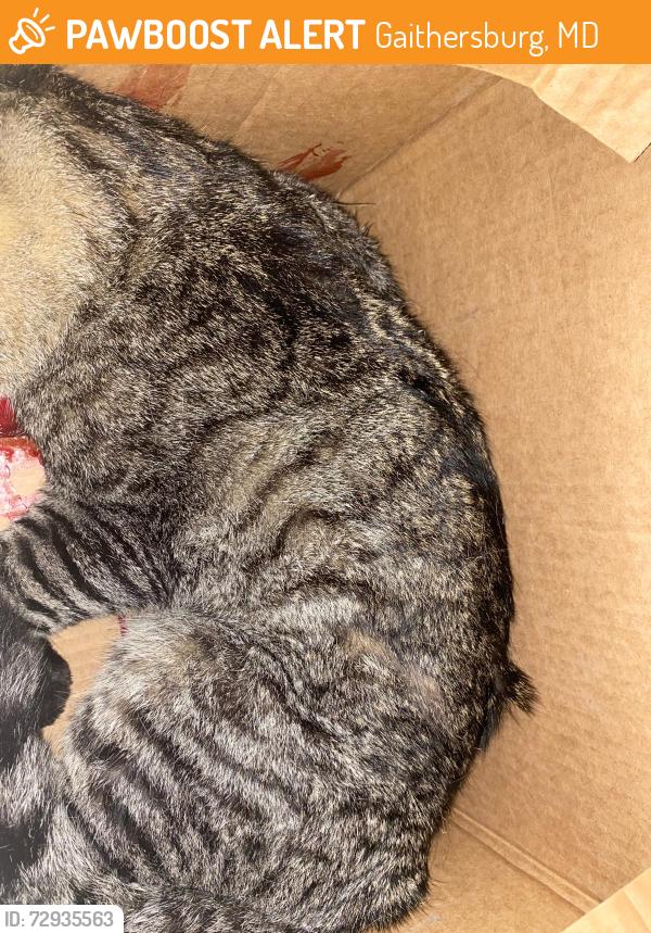 Found/Stray Unknown Cat last seen Fields Rd and Sam Eig Hwy on sidewalk , Gaithersburg, MD 20878