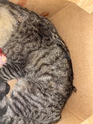 Found/Stray Unknown Cat last seen Fields Rd and Sam Eig Hwy on sidewalk , Gaithersburg, MD 20878