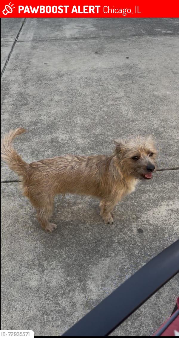 Lost Male Dog last seen Austin , Chicago, IL 60612