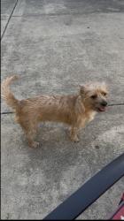 Lost Male Dog last seen Austin , Chicago, IL 60612