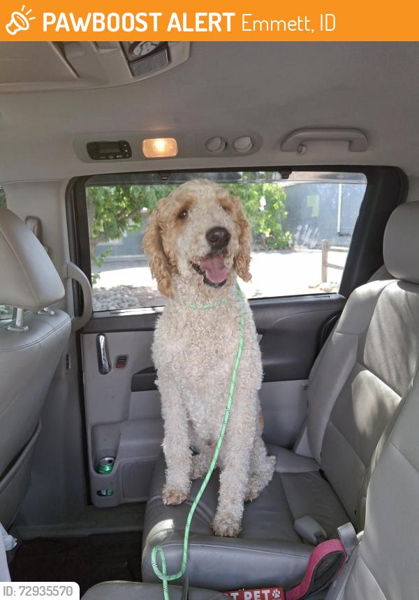 Found/Stray Female Dog last seen Near w central rd, emmett, id 83617, Emmett, ID 83617