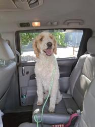 Found/Stray Female Dog last seen Near w central rd, emmett, id 83617, Emmett, ID 83617