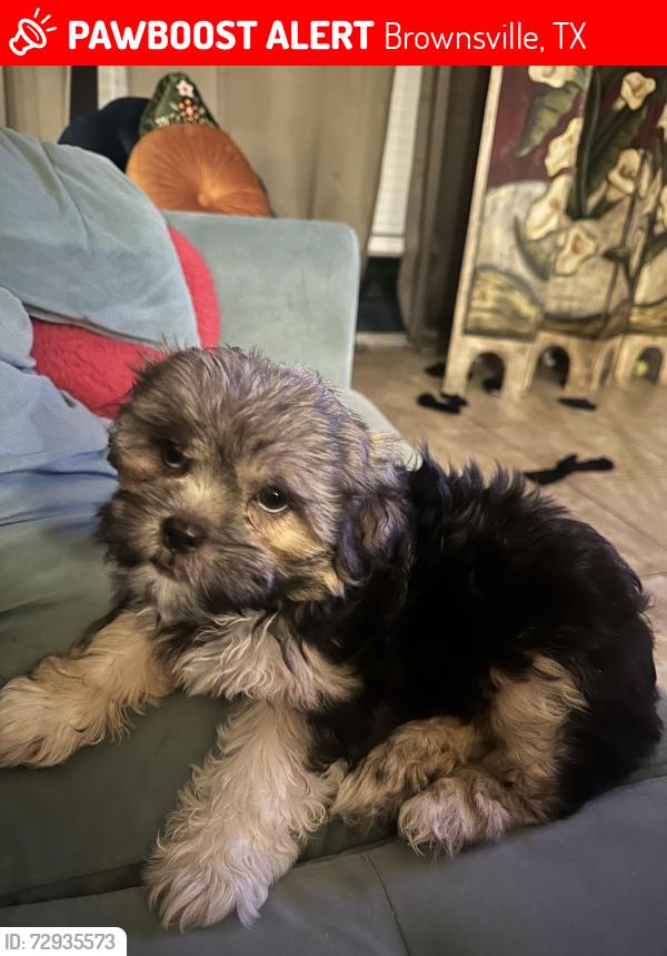 Lost Female Dog last seen Near Boca Chica Blvd by the Villa Condessa cndmniums , Brownsville, TX 78520