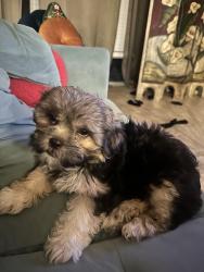 Lost Female Dog last seen Near Boca Chica Blvd by the Villa Condessa cndmniums , Brownsville, TX 78520