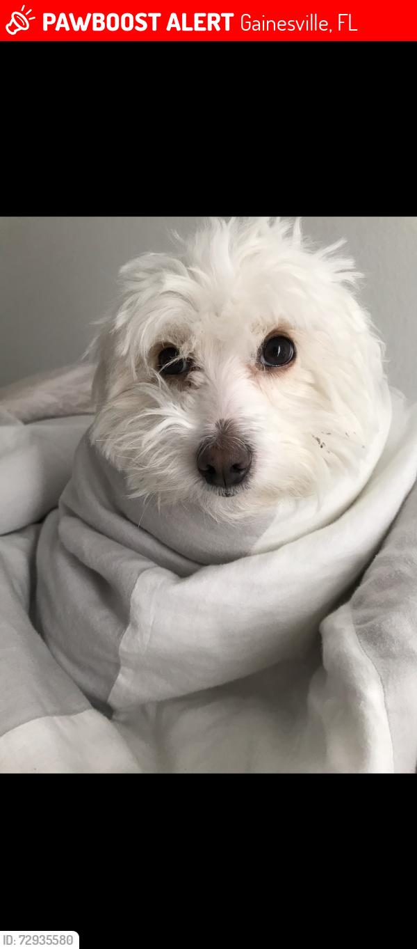 Lost Female Dog last seen NE 8th Ave, Gainesville, FL 32601