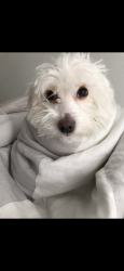 Lost Female Dog last seen NE 8th Ave, Gainesville, FL 32601