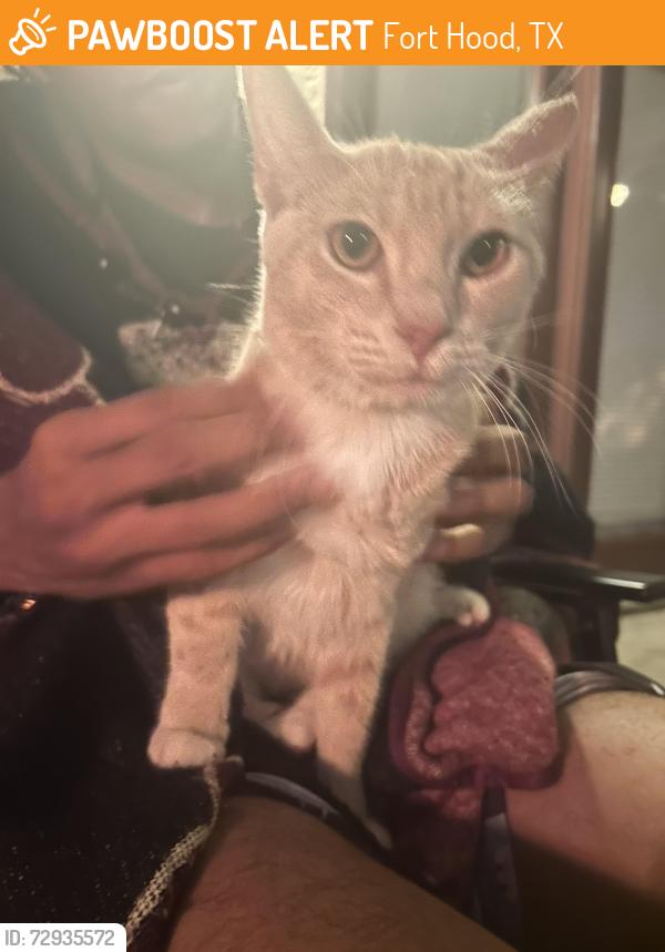 Found/Stray Female Cat last seen Mcdill dr, Fort Hood, TX 76544