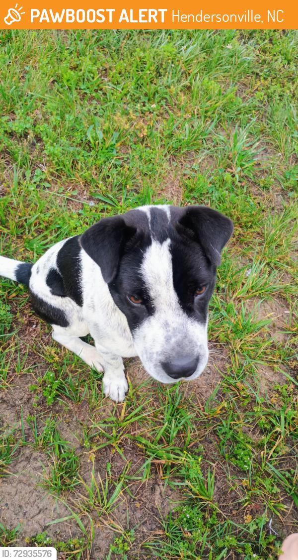 Found/Stray Male Dog last seen Near Howard Gap Rd, Hendersonville, NC 28792, Hendersonville, NC 28792