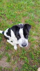 Found/Stray Male Dog last seen Near Howard Gap Rd, Hendersonville, NC 28792, Hendersonville, NC 28792