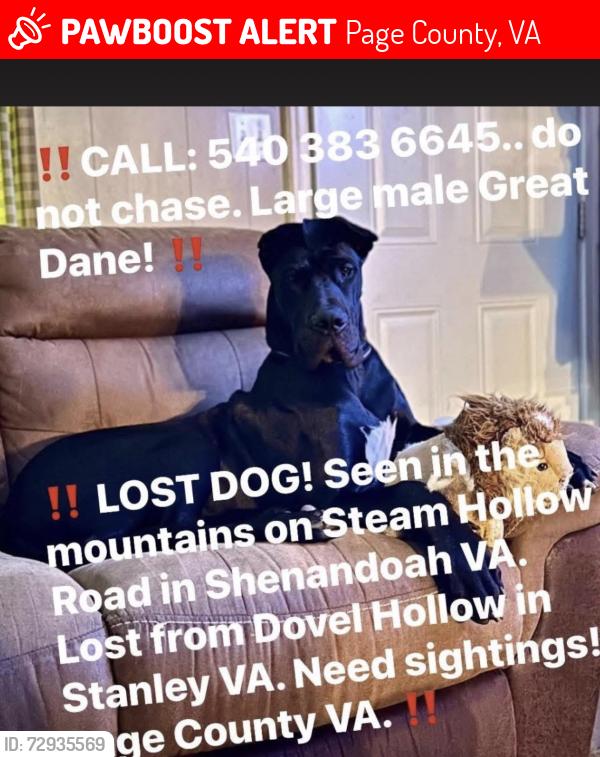 Lost Male Dog last seen Steam an Steam Hollow rd , Page County, VA 22849