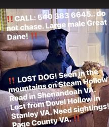 Lost Male Dog last seen Steam an Steam Hollow rd , Page County, VA 22849