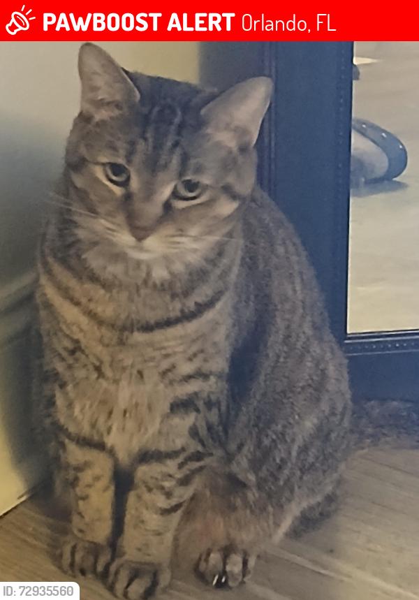 Lost Female Cat last seen Near S Orange Ave, Orlando, FL 32806