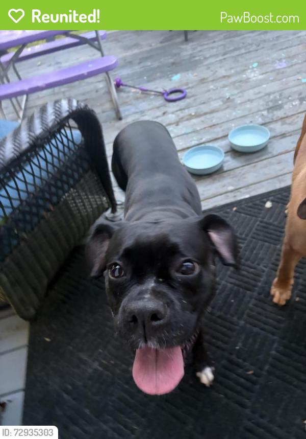 Reunited Unknown Dog last seen Chenoweth Drive , Simpsonville, SC 29681