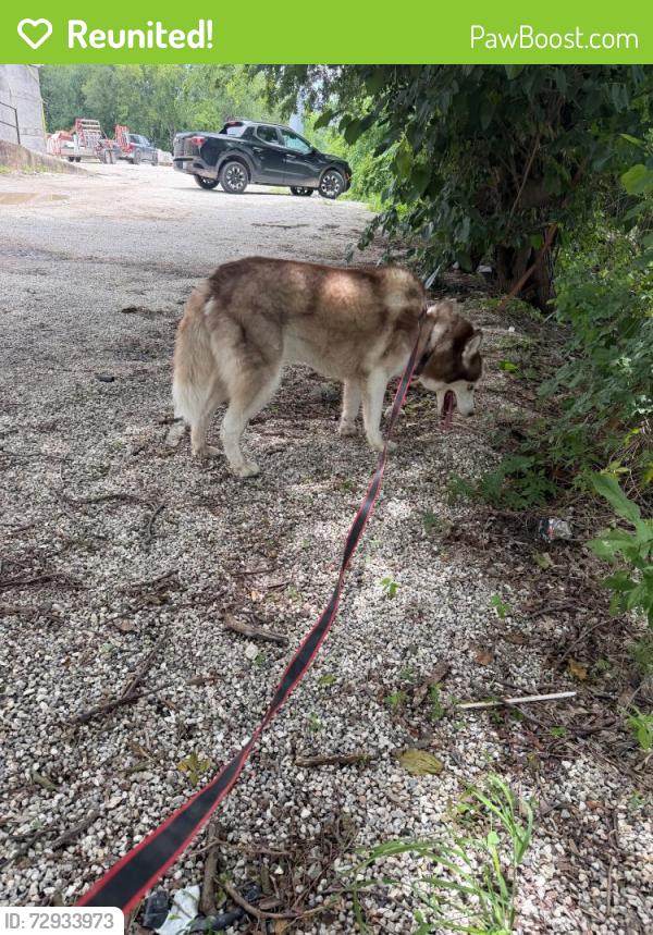 Reunited Female Dog last seen Near Binz Engleman Rd. San Antonio, TX 78219, Converse, TX 78109