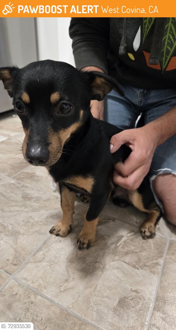Found/Stray Male Dog last seen Near E Amar Rd, West Covina, CA 91792, West Covina, CA 91792