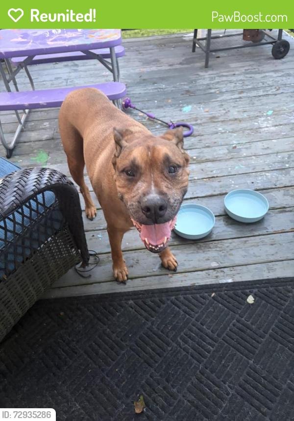 Reunited Unknown Dog last seen Chenoweth Drive , Simpsonville, SC 29681