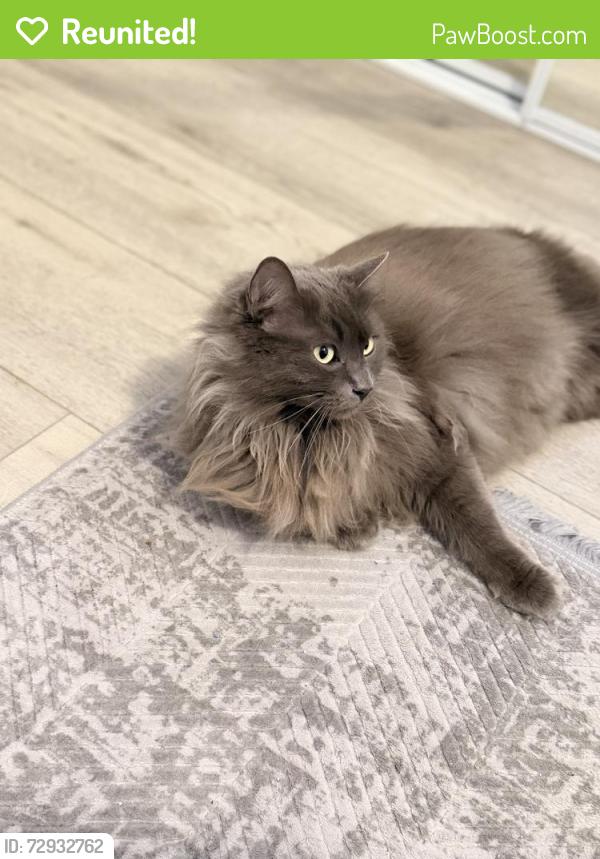 Reunited Male Cat last seen East market street/cherry ave, Long Beach, CA 90805