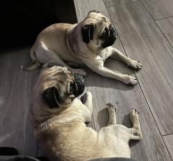 Lost Male Dog last seen Location , Victorville, CA 92394