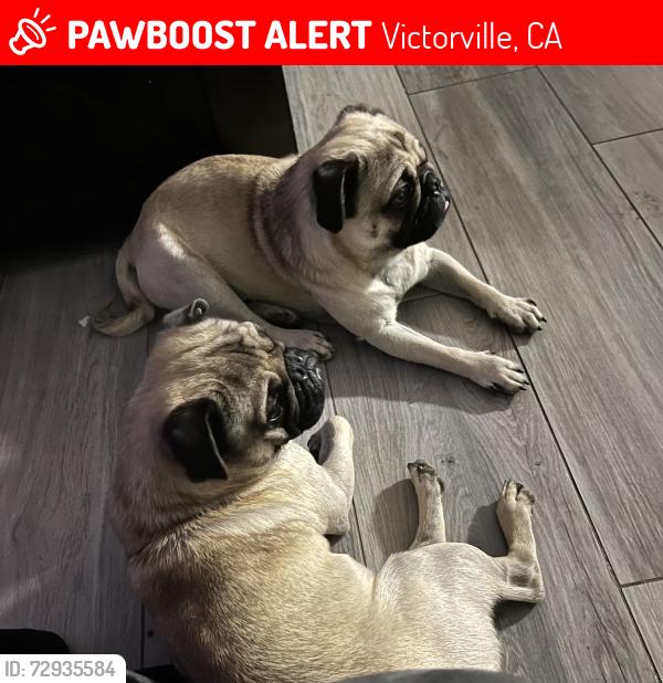 Lost Male Dog last seen Location , Victorville, CA 92394