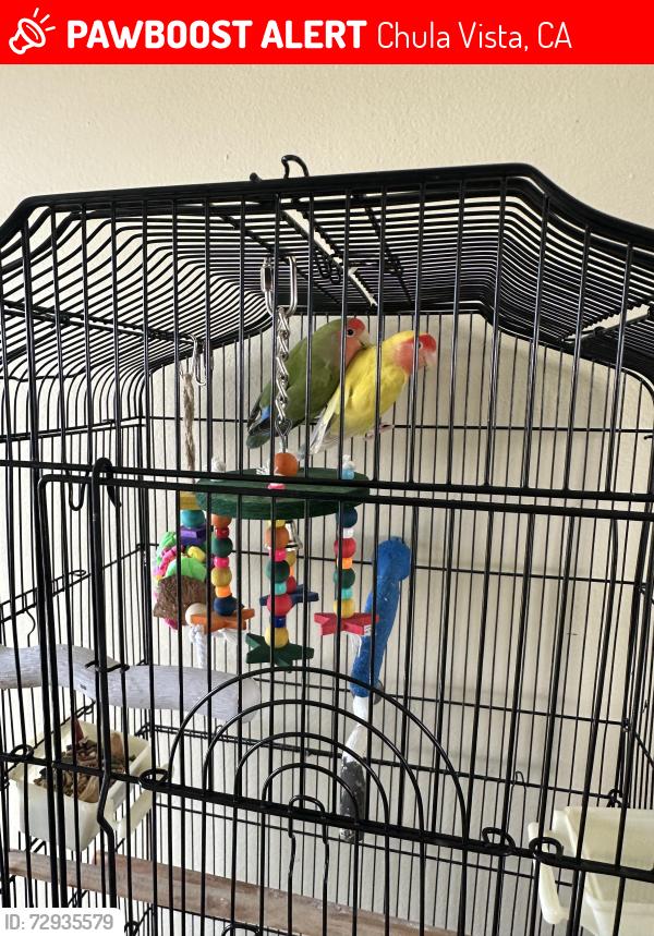 Lost Male Bird last seen Hilltop park, Chula Vista, CA 91911