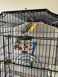 Lost Male Bird last seen Hilltop park, Chula Vista, CA 91911
