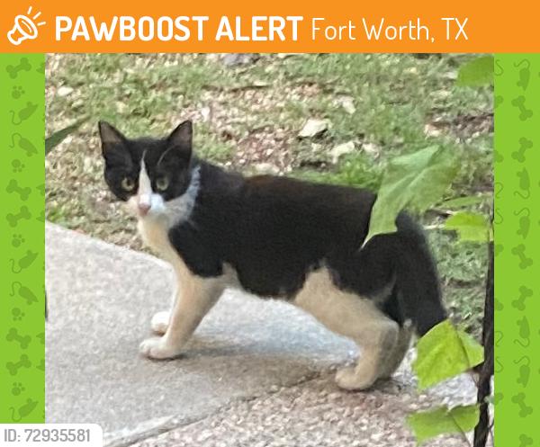 Found/Stray Unknown Cat last seen Dorothy Lane and Modlin Ave, Fort Worth, TX 76107