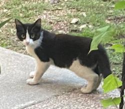 Found/Stray Unknown Cat last seen Dorothy Lane and Modlin Ave, Fort Worth, TX 76107