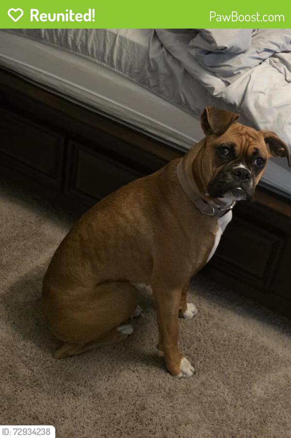 Reunited Female Dog last seen Hidden Creek Blvd and Eiland Blvd, Zephyrhills, FL 33541