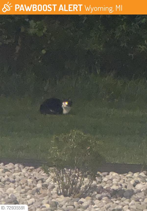 Found/Stray Unknown Cat last seen Chick fil. A 54th and 131, Wyoming, MI 49509