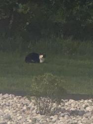 Found/Stray Unknown Cat last seen Chick fil. A 54th and 131, Wyoming, MI 49509