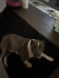 Reunited Male Dog last seen Old Springville Rd near North Clay Baptist Church, Pinson, AL 35126