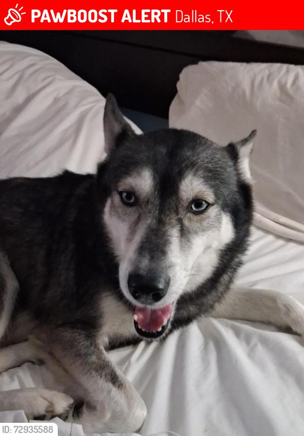 Lost Female Dog last seen Coit Rd, Dallas, TX 75080