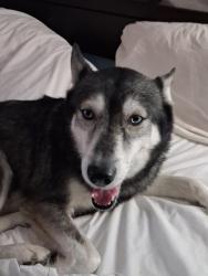 Lost Female Dog last seen Coit Rd, Dallas, TX 75080
