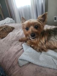 Reunited Female Dog last seen Trask and Fairview , Santa Ana, CA 92706