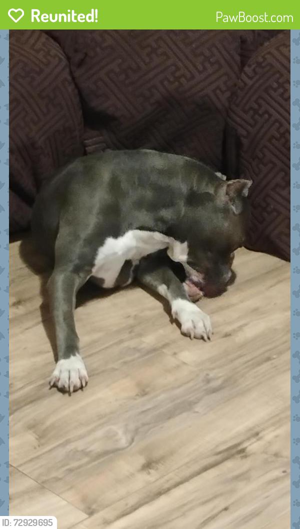 Reunited Male Dog last seen Mohawk rd Montgomery tx , Montgomery, TX 77316