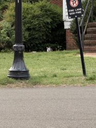 Found/Stray Unknown Cat last seen Found on UNC campus behind the Psychology Clinic, Chapel Hill, NC 27517