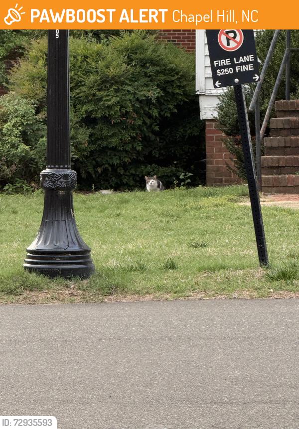 Found/Stray Unknown Cat last seen Found on UNC campus behind the Psychology Clinic, Chapel Hill, NC 27517