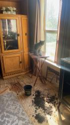 Lost Female Cat last seen Souls harbor Church, Belleview, FL 34420